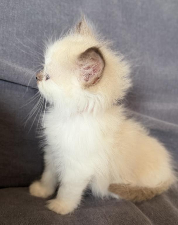 TICA Chocolate Mitted Girl photo 3