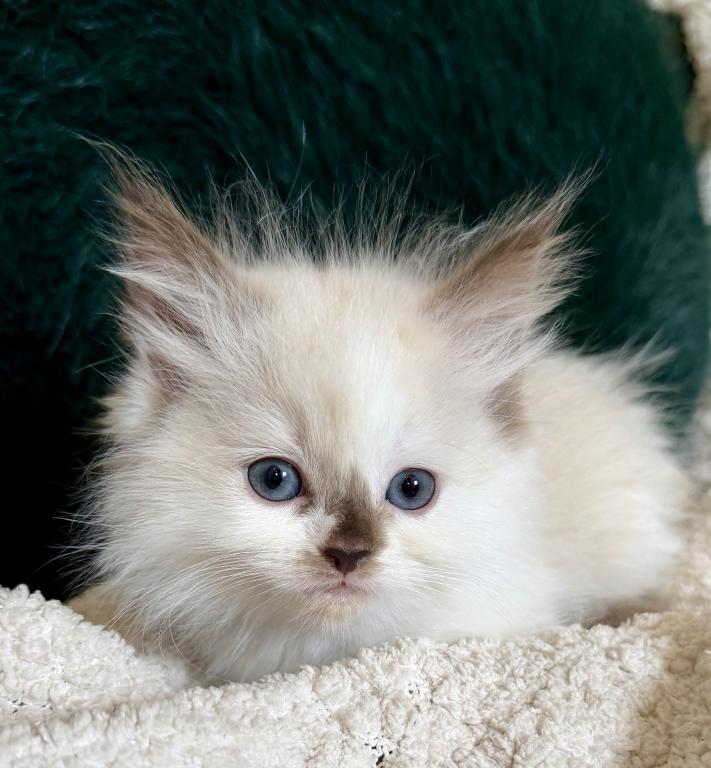 TICA Chocolate Mitted Girl photo 4