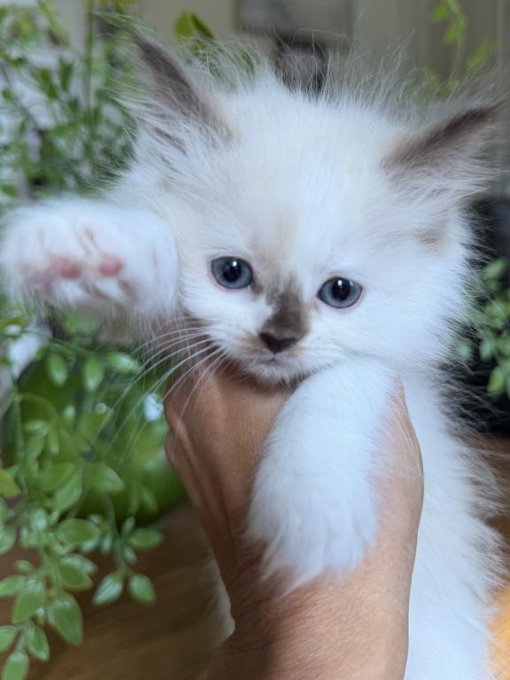 TICA Chocolate Mitted Girl photo 5