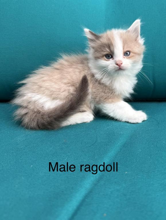 Seal Bicolor Mink Cherubim Ragdoll Male Kitten photo 3