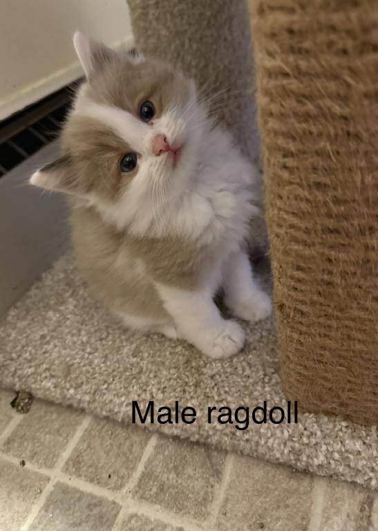 Seal Bicolor Mink Cherubim Ragdoll Male Kitten photo 4