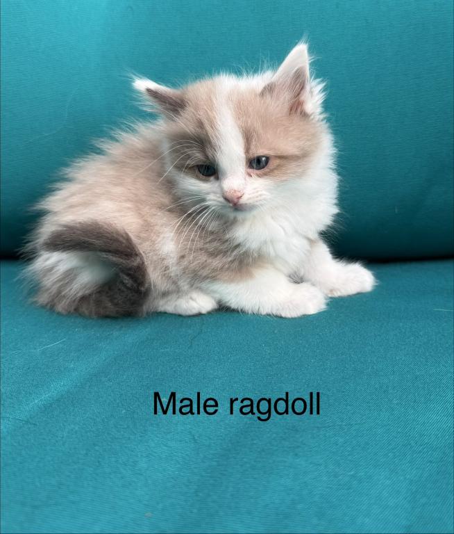 Seal Bicolor Mink Cherubim Ragdoll Male Kitten photo 1
