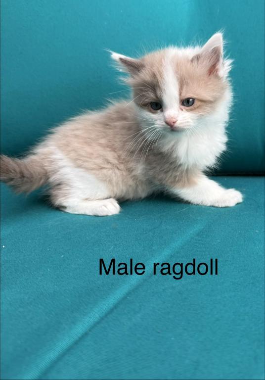 Seal Bicolor Mink Cherubim Ragdoll Male Kitten photo 2