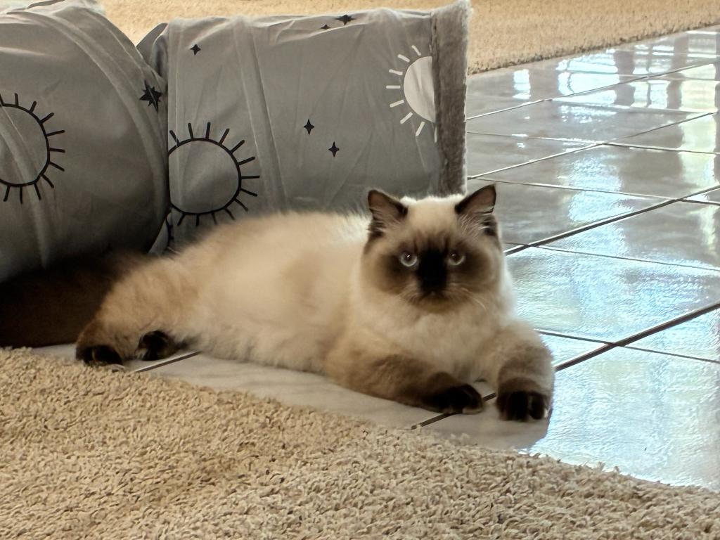 Vivian