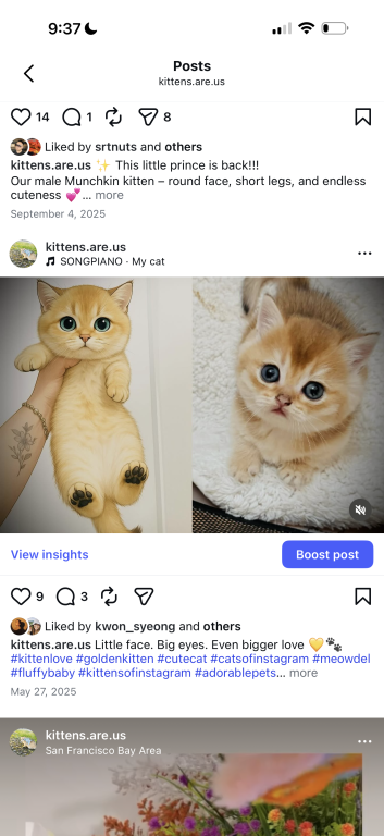British Golden Kittens photo 3