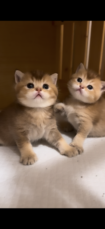 British Golden Kittens photo 4