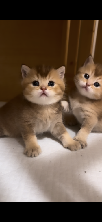 British Golden Kittens photo 5