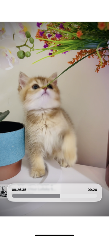 British Golden Kittens photo 2