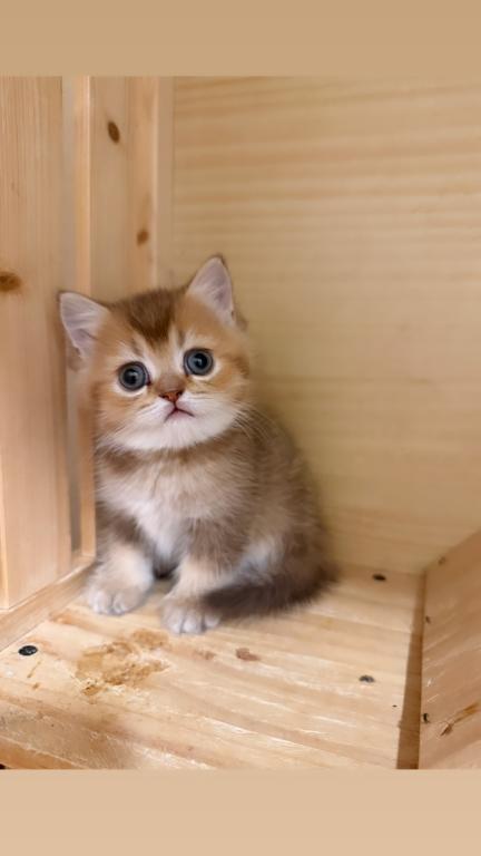British Golden Kittens photo 1