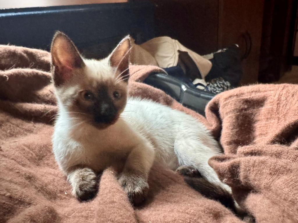 Female Sealpoint Siamese Kitten PRICE REDUCED