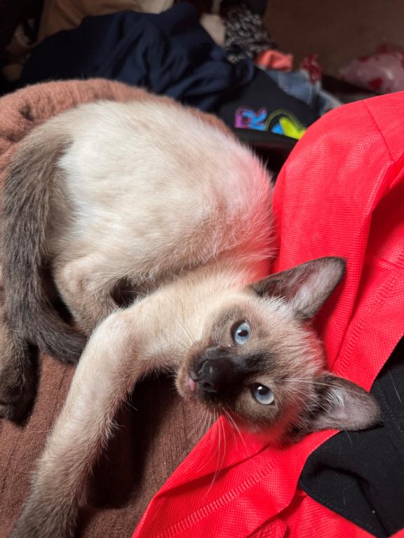 Female Sealpoint Siamese Kitten PRICE REDUCED photo 2