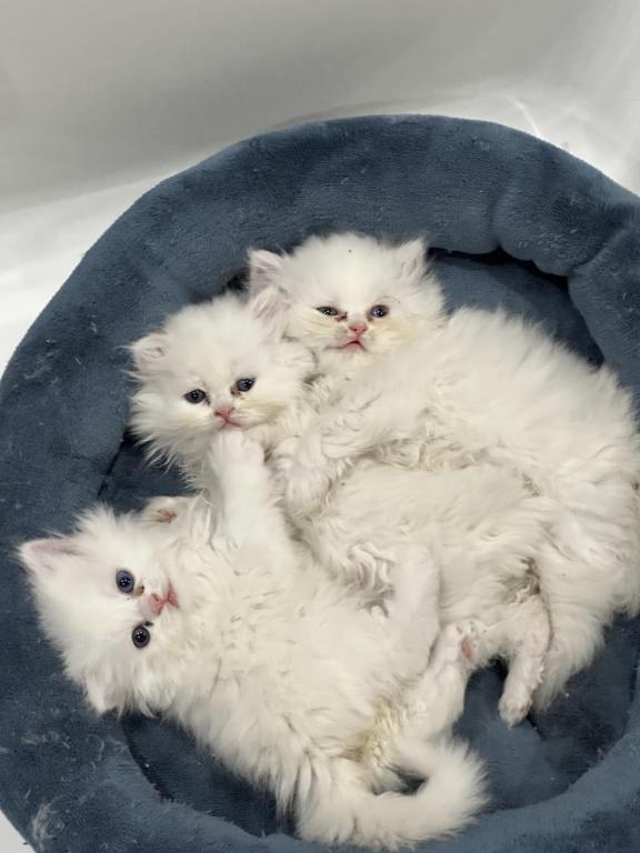 Chicago Purrs