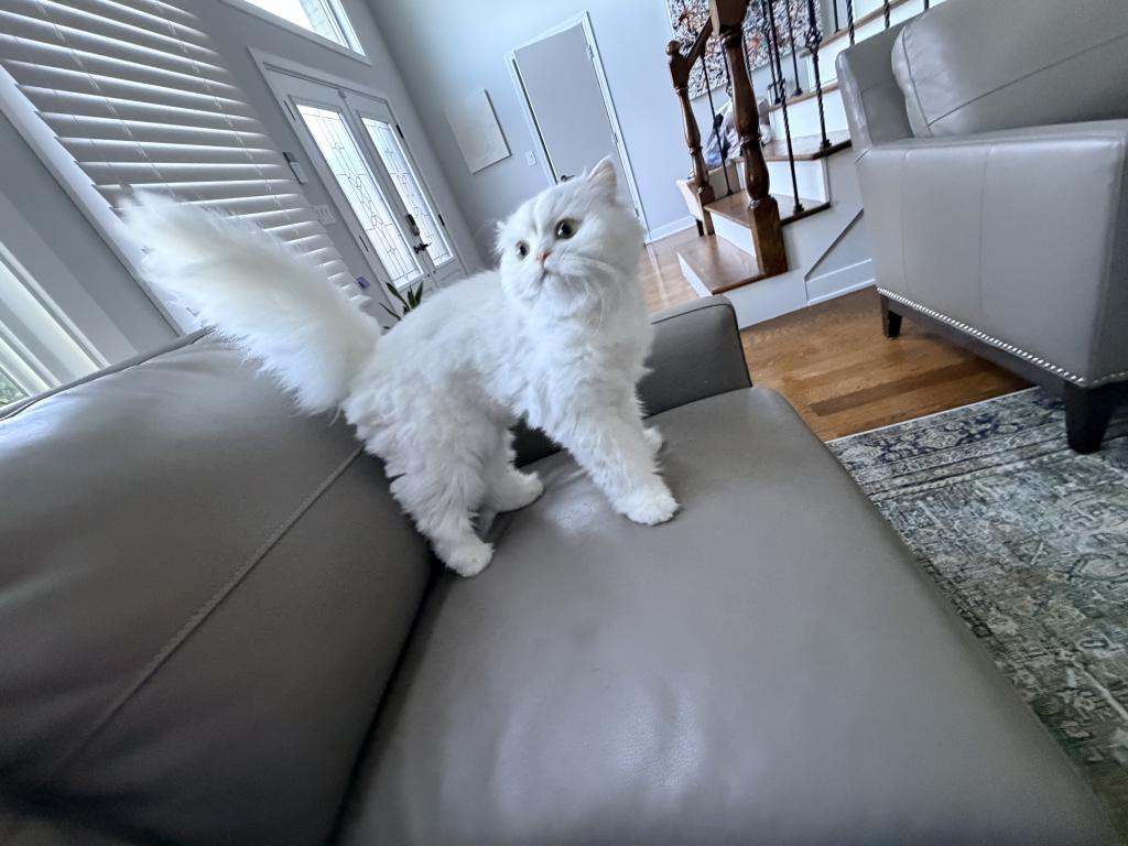 Chicago Purrs photo 25