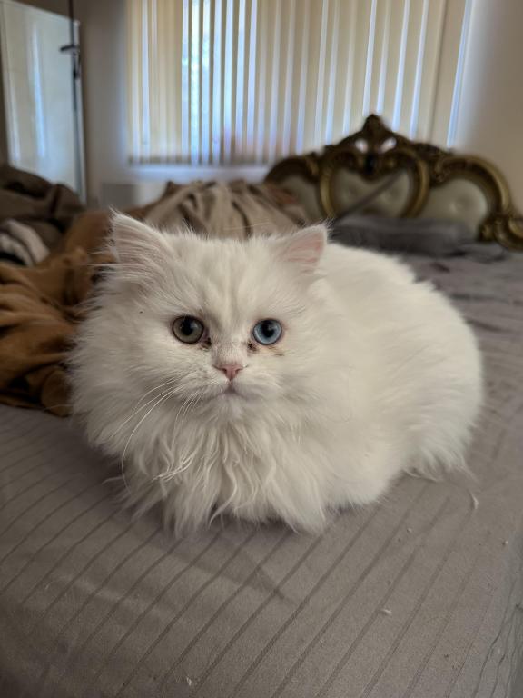 Chicago Purrs photo 21