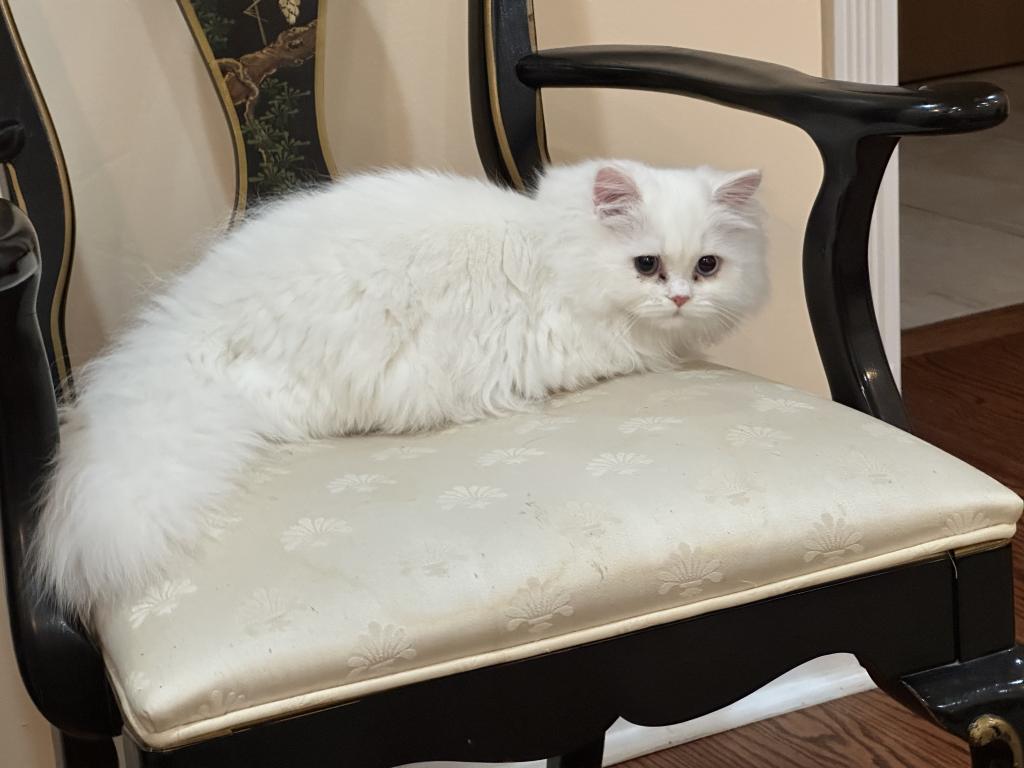 Chicago Purrs photo 12