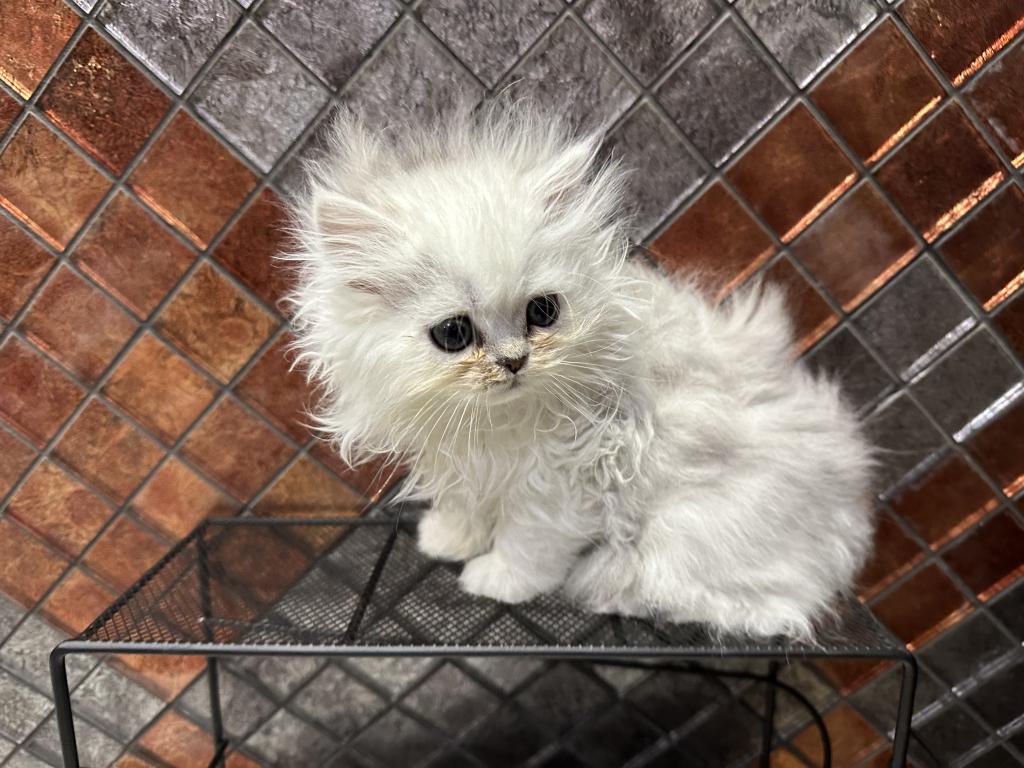 Chicago Purrs photo 4