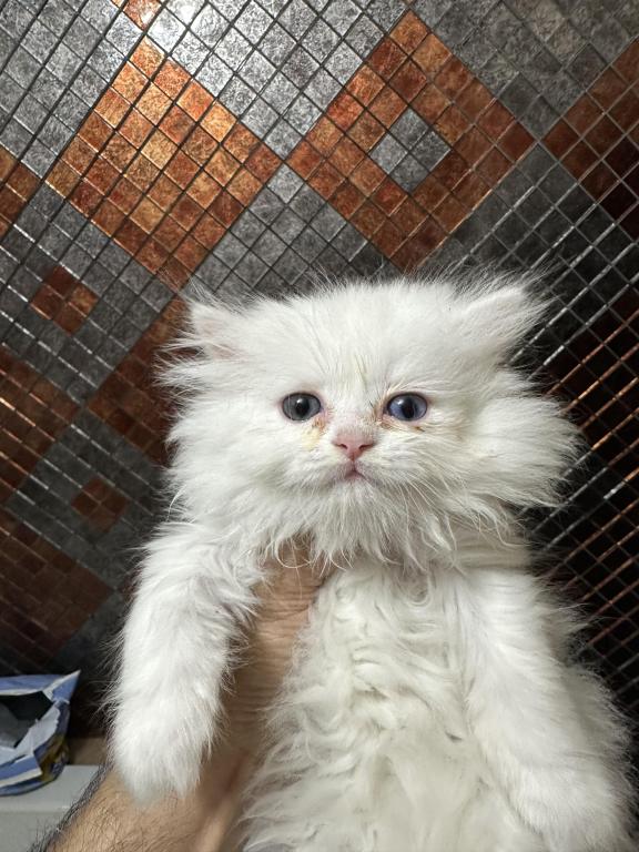 Chicago Purrs photo 18