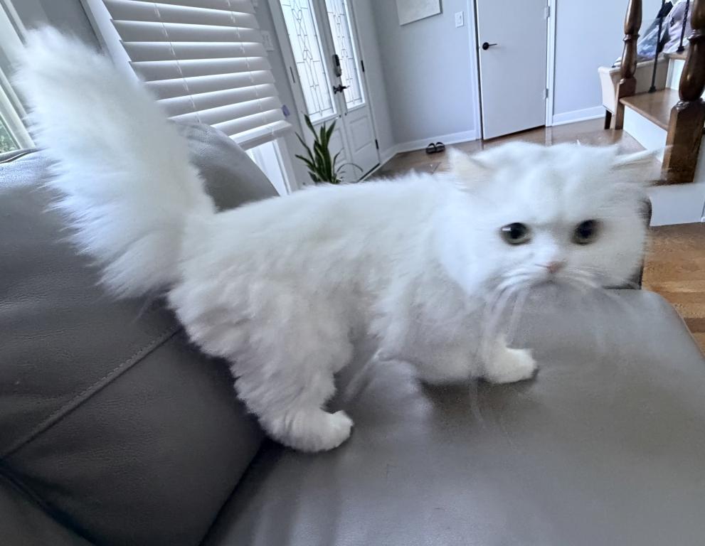 Chicago Purrs photo 30