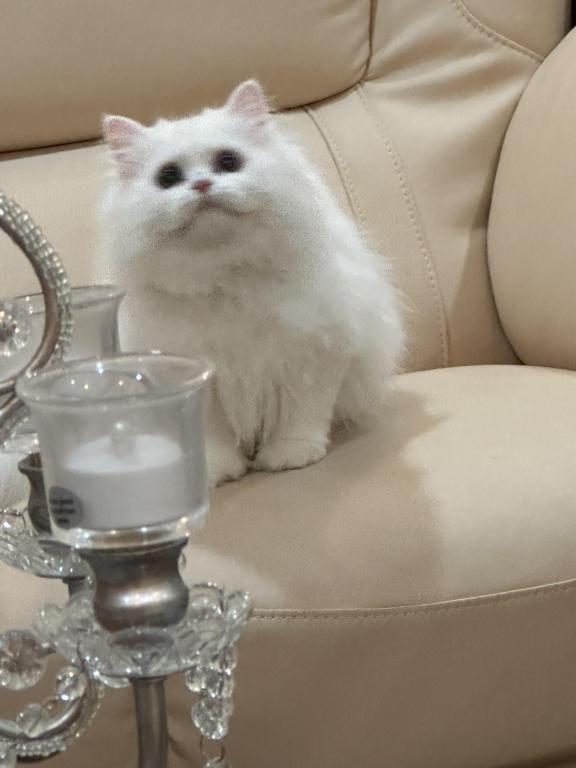 Chicago Purrs photo 20