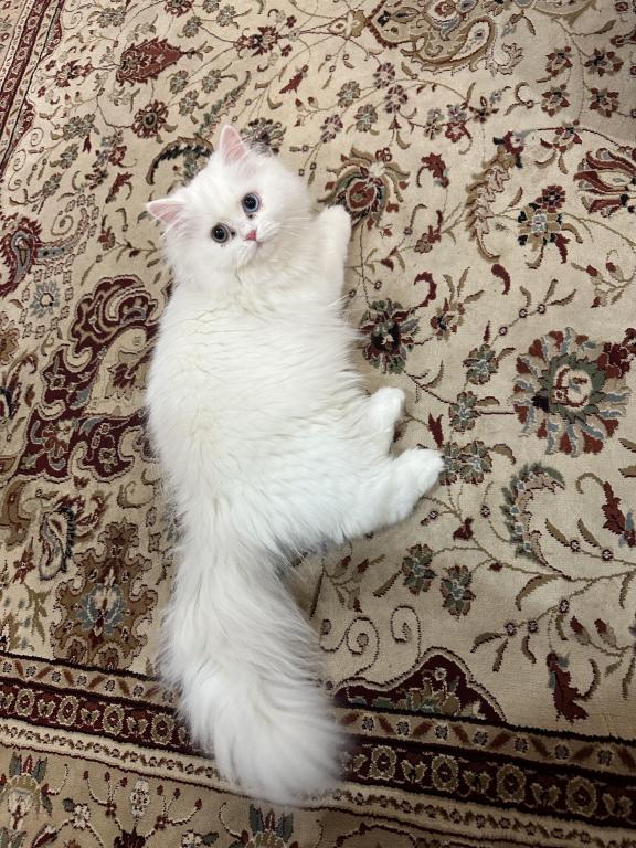 Chicago Purrs photo 11