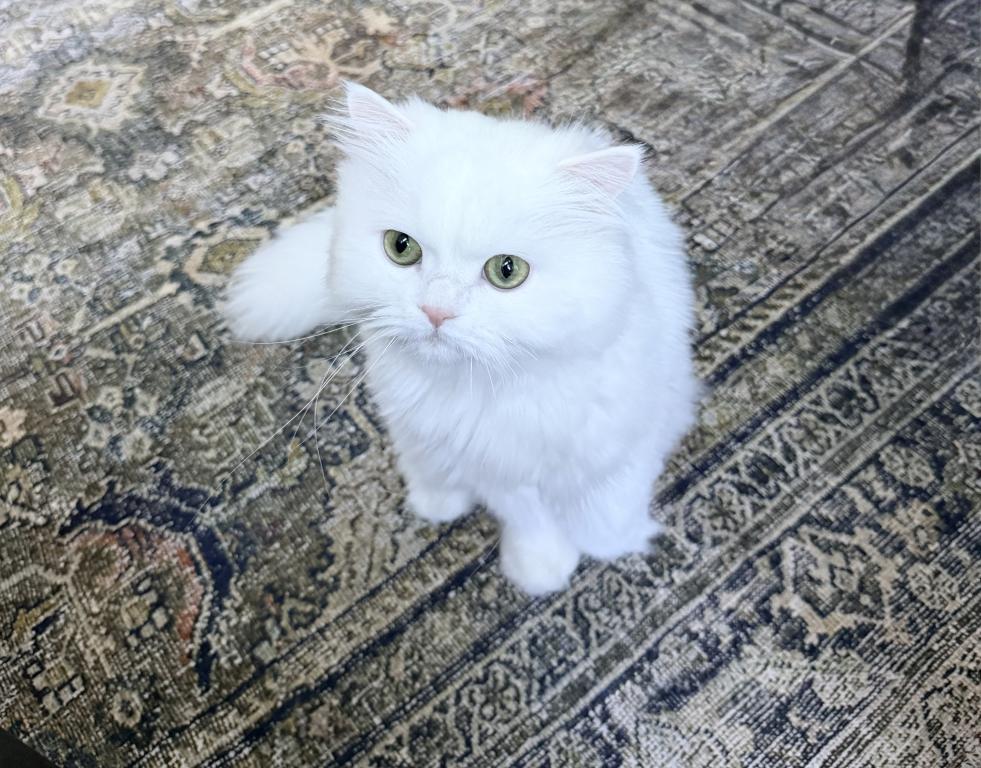 Chicago Purrs photo 28