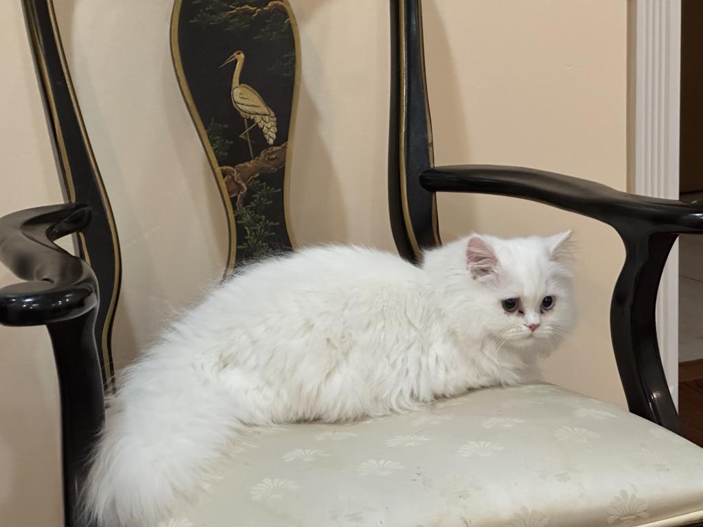 Chicago Purrs photo 14