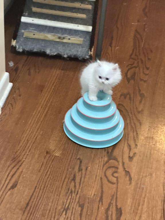 Chicago Purrs photo 26