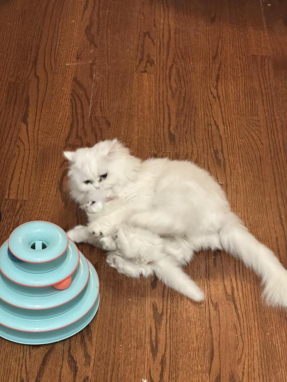 Chicago Purrs photo 27