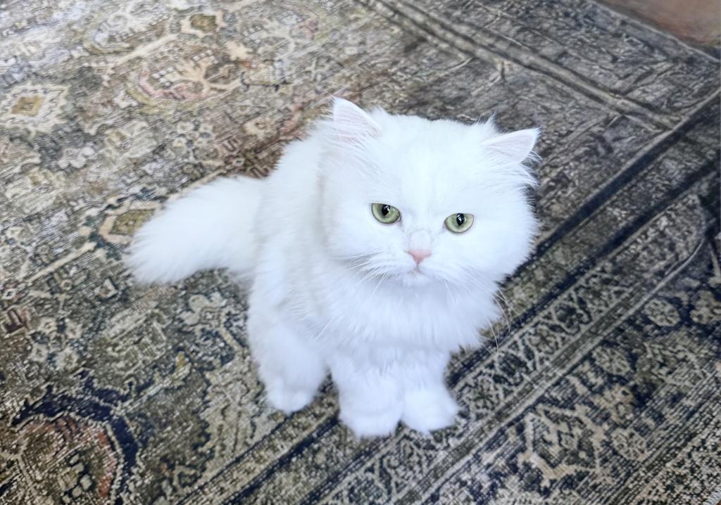 Chicago Purrs photo 29