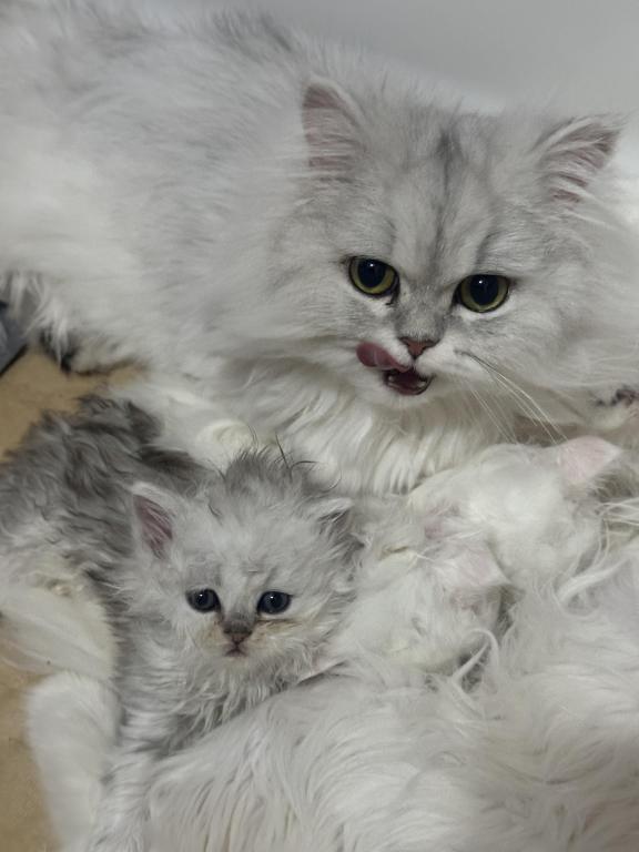 Chicago Purrs photo 2