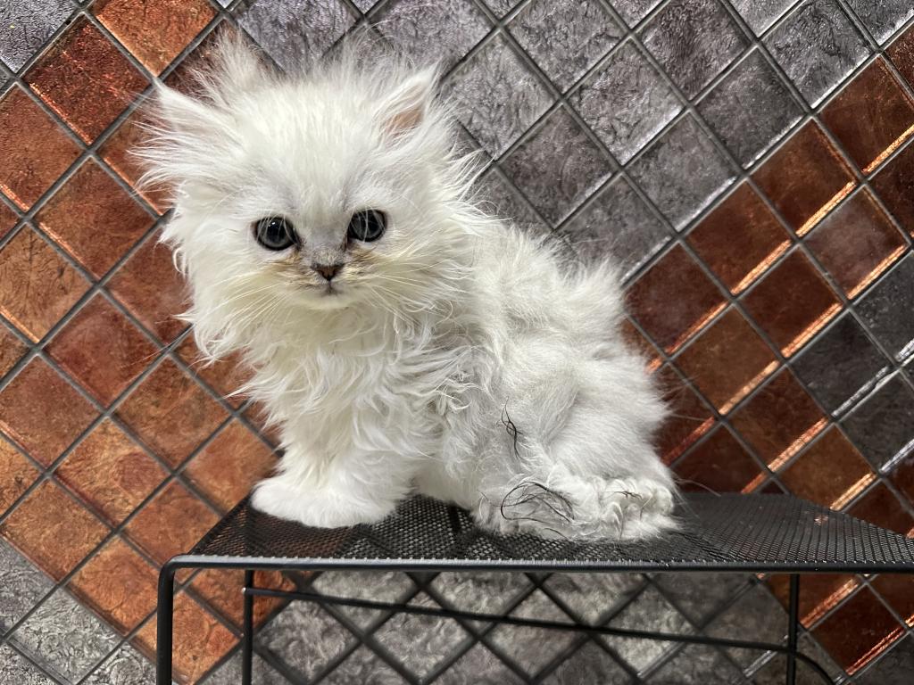 Chicago Purrs photo 5