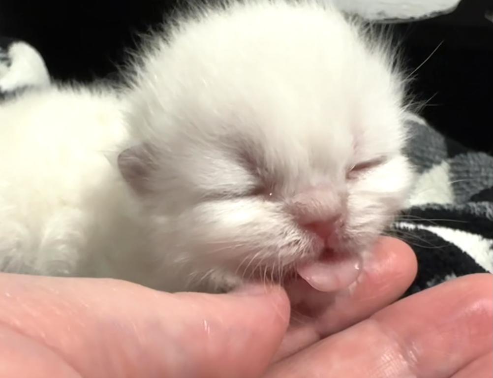 Priscillas Litter photo 1