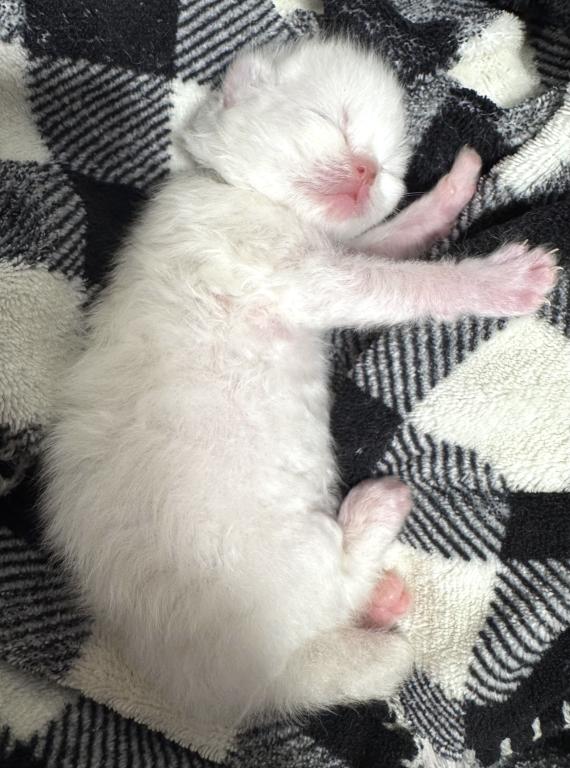 Priscillas Litter photo 5