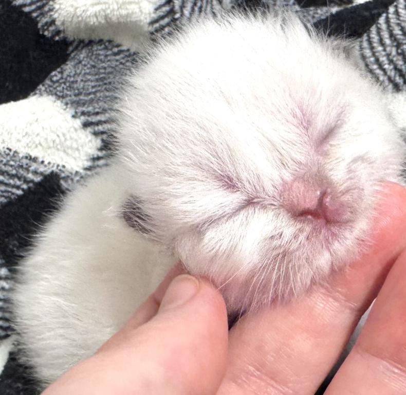 Priscillas Litter photo 6