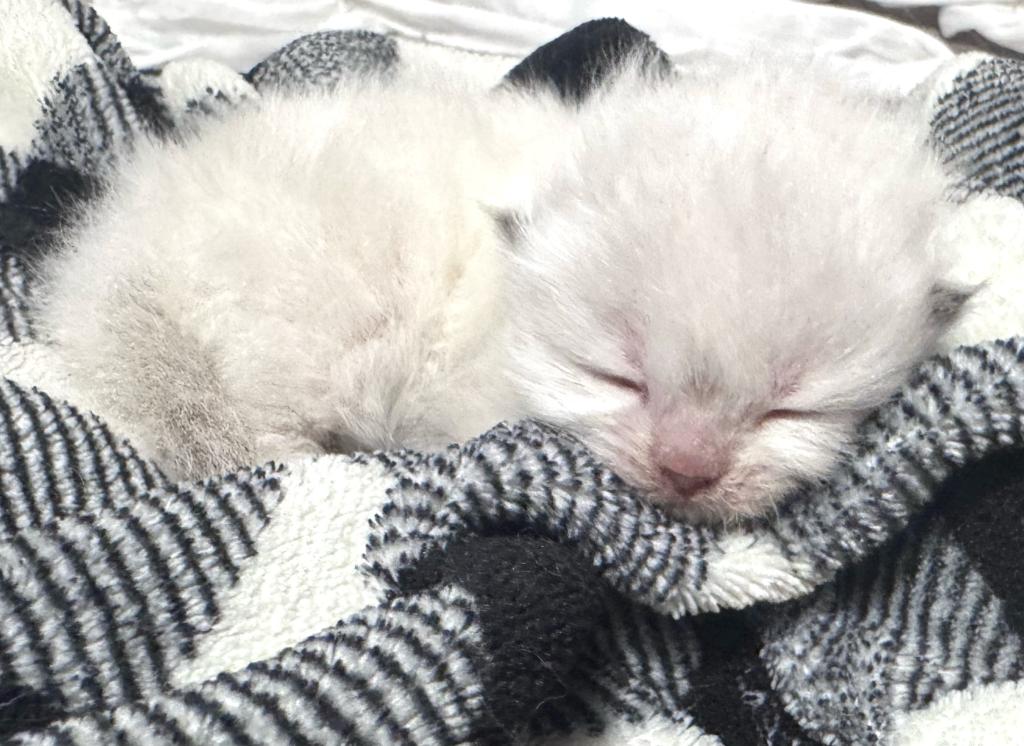 Priscillas Litter photo 4