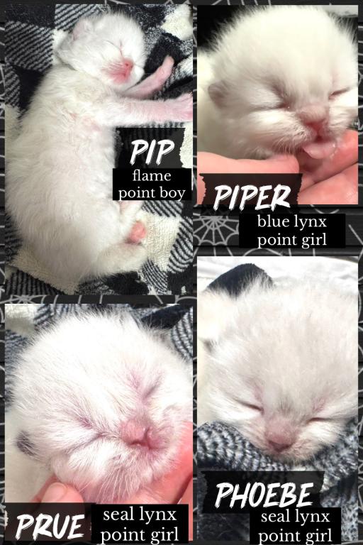 Priscillas Litter photo 3