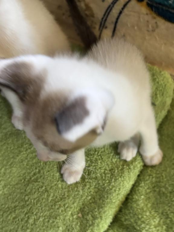 Harmony Grace Snowshoe Siamese Kittens photo 6