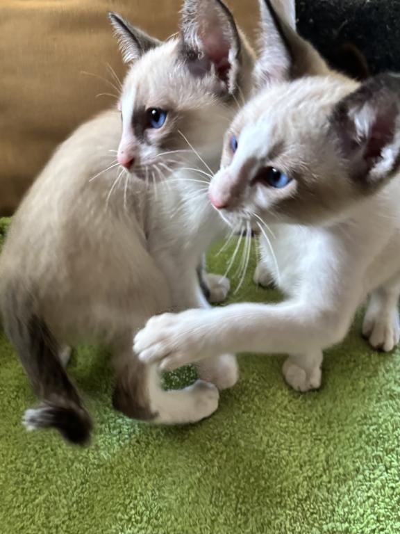 Harmony Grace Snowshoe Siamese Kittens photo 5