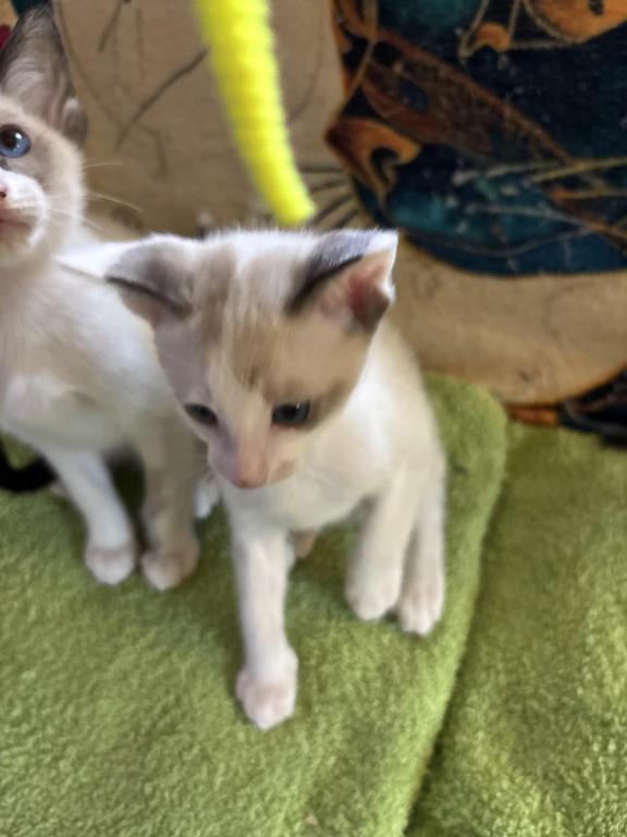 Harmony Grace Snowshoe Siamese Kittens photo 7