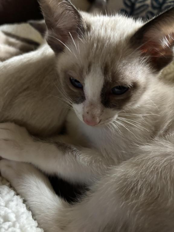 Harmony Grace Snowshoe Siamese Kittens photo 3