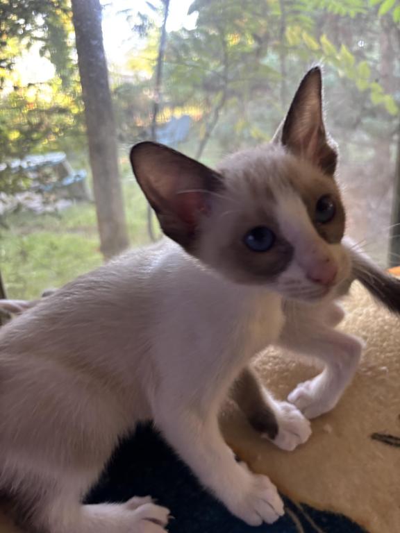Harmony Grace Snowshoe Siamese Kittens
