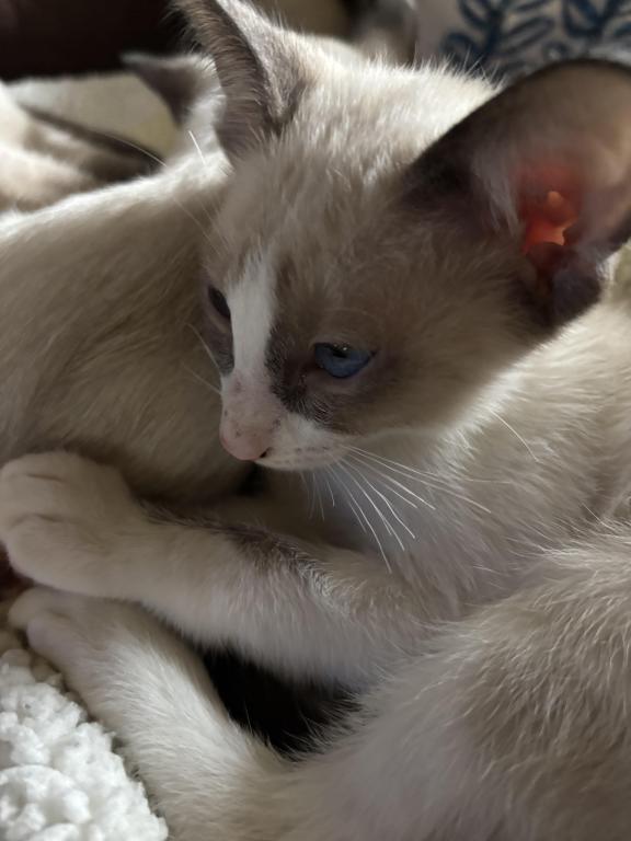 Harmony Grace Snowshoe Siamese Kittens photo 2