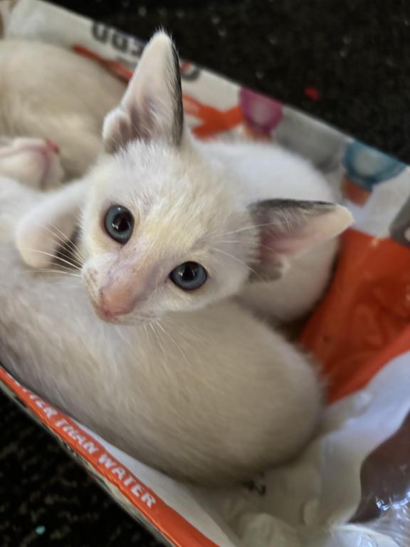 Harmony Grace Snowshoe Siamese Kittens photo 4