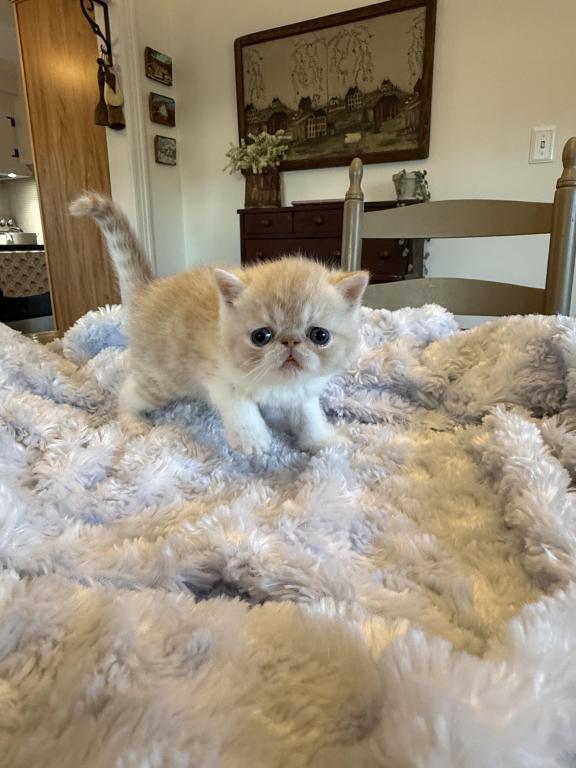 ESH Kittens photo 16
