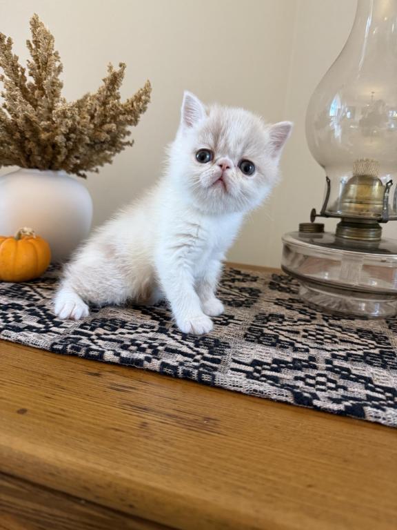 ESH Kittens photo 11