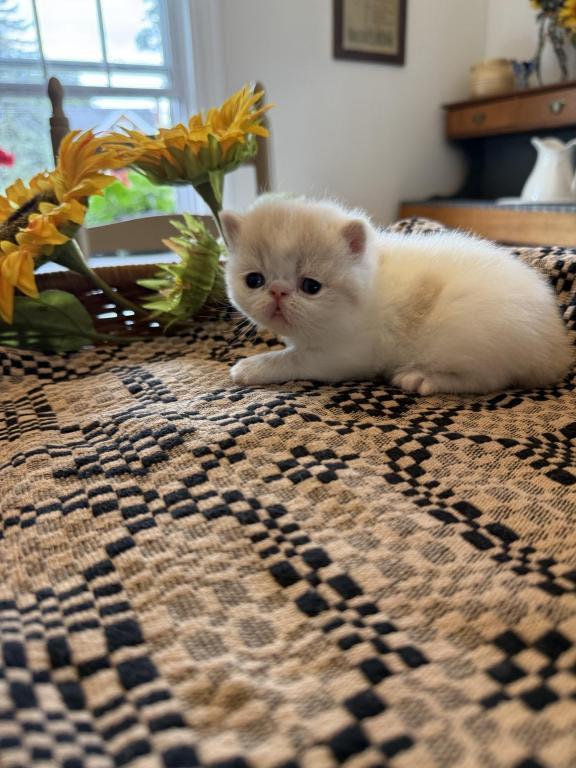 ESH Kittens photo 18