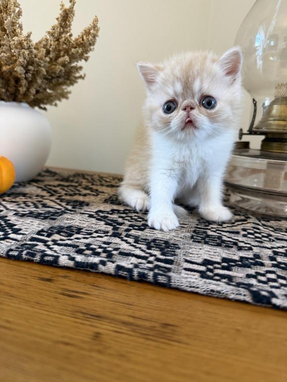 ESH Kittens photo 8