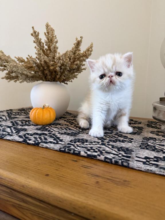 ESH Kittens photo 4