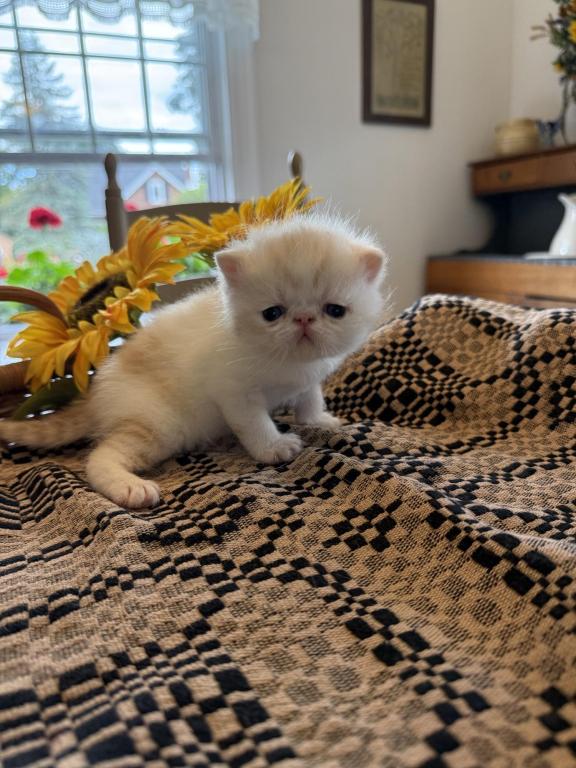 ESH Kittens photo 13