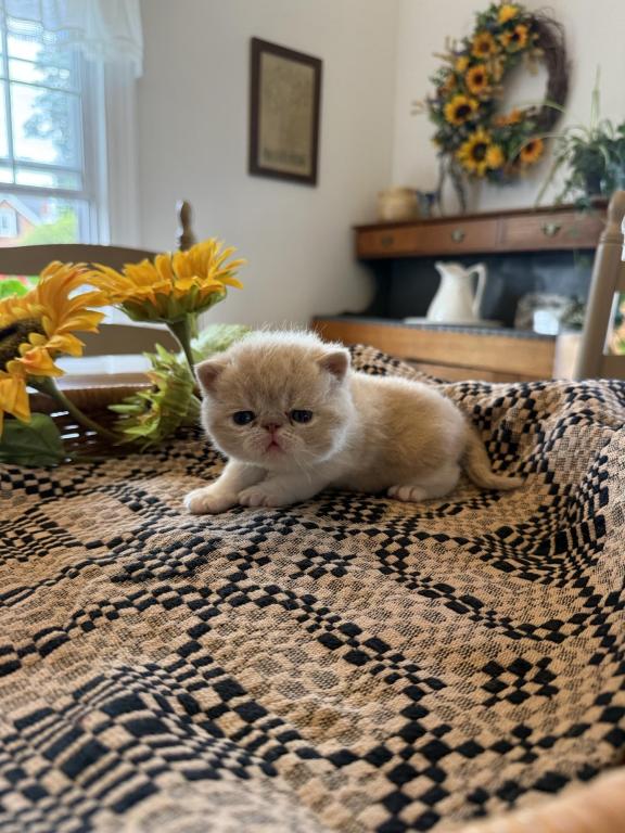 ESH Kittens photo 14
